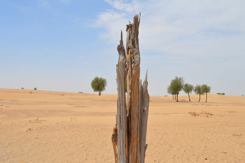 À l’aube de la COP30, des nations exploitent les forêts pour masquer leur empreinte carbone