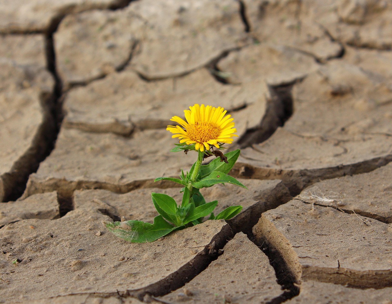 Agriclimate : Cultiver la résilience pour une agriculture durable face aux défis climatiques