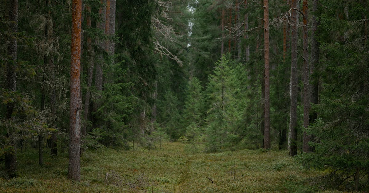 Conservation de la biodiversité : enjeux et solutions pour un avenir durable
