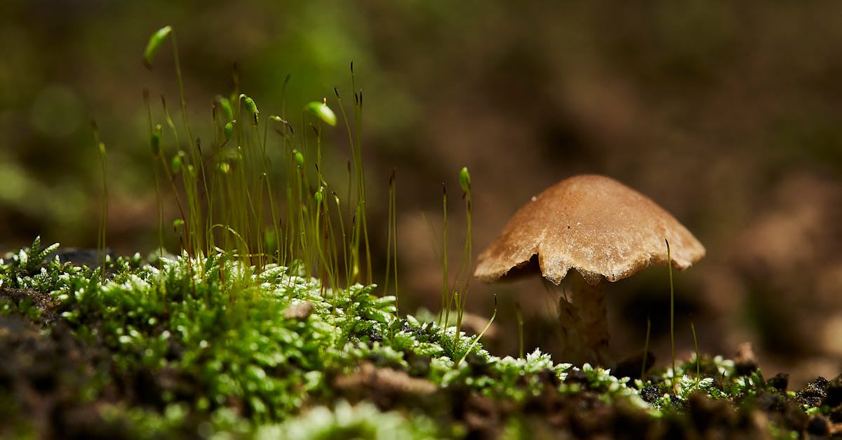 Réserve naturelle : préservation de la biodiversité et protection des écosystèmes