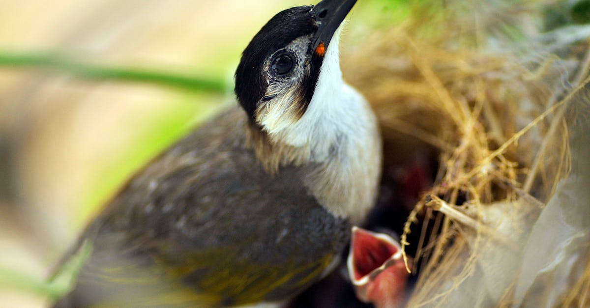Zone de protection écologique : comprendre son importance pour la biodiversité