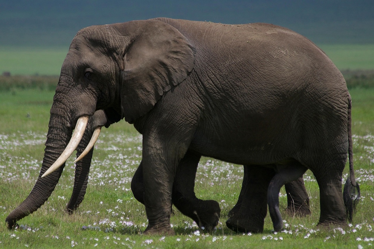 Intégrer la biodiversité dans le bilan carbone
