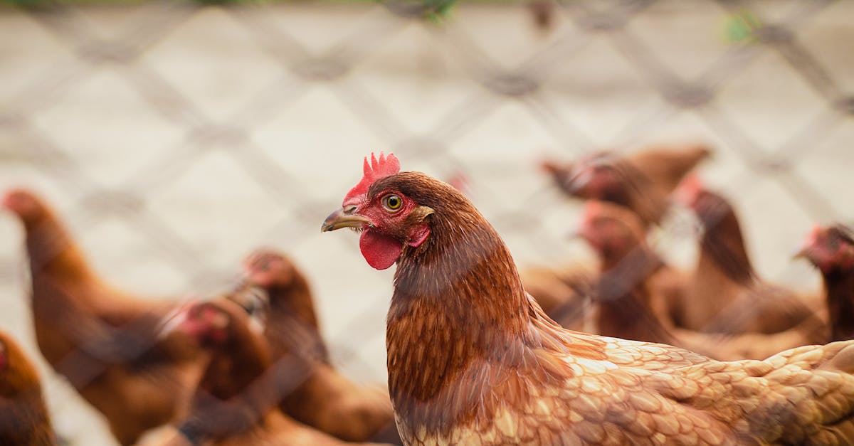 Agriculture extensible : les clés pour une production durable et efficace