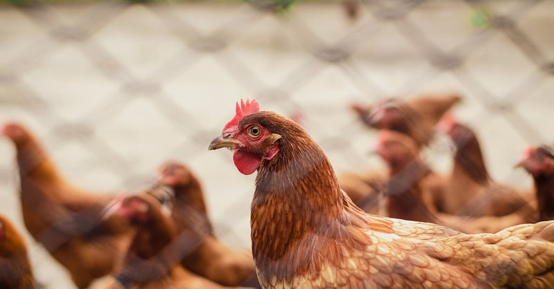 Agriculture extensible : les clés pour une production durable et efficace