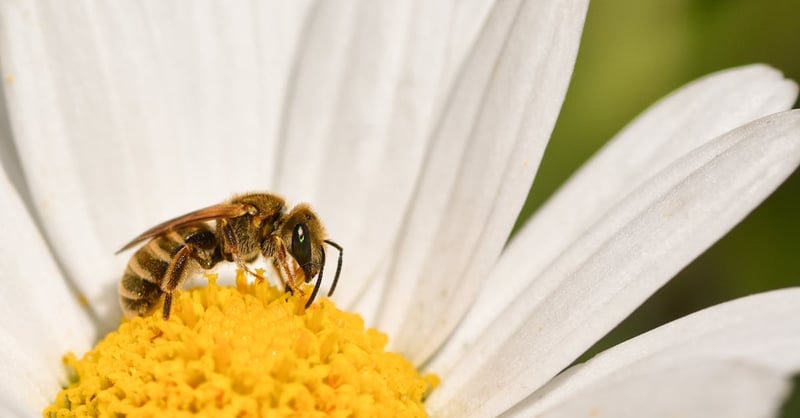 Préservation des espèces : stratégies essentielles pour protéger la biodiversité
