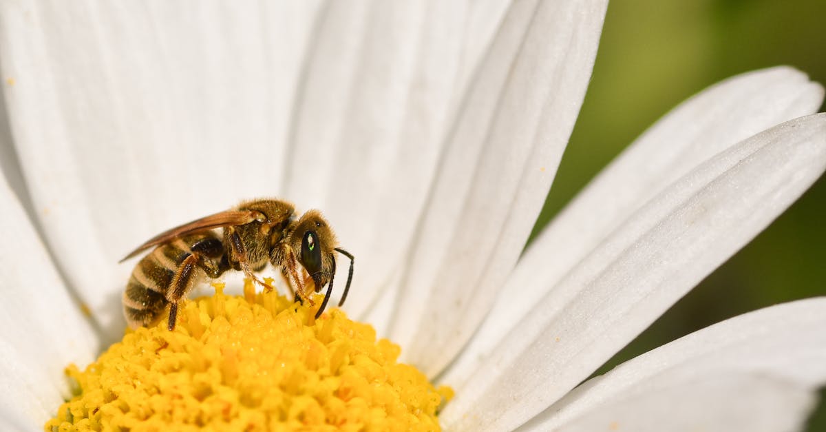 Préservation des espèces : stratégies essentielles pour protéger la biodiversité