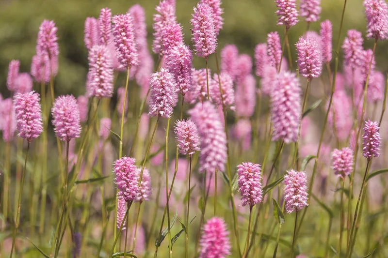 prairie