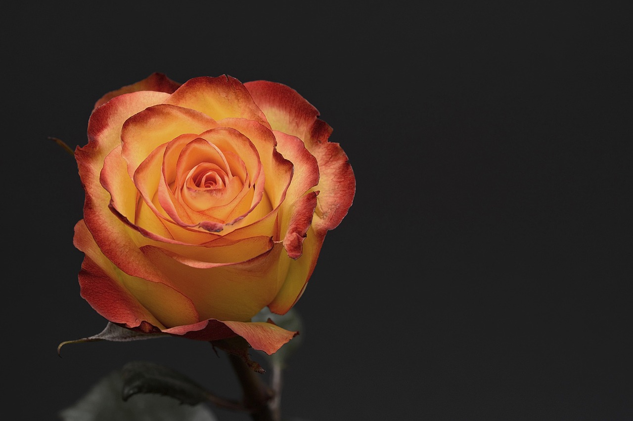 Bouquets de Saint-Valentin : des fleurs alternatives aux roses qui préservent la planète