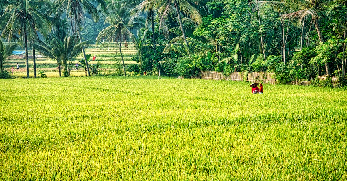 Pratiques agricoles durables : les clés pour un avenir en harmonie avec la nature