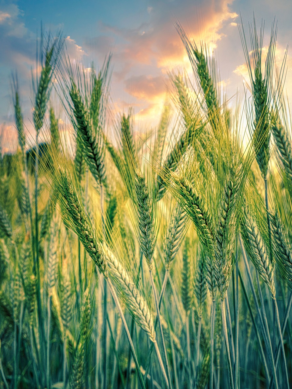 L’impact écologique de l’agriculture urbaine : six fois plus de carbone émis par rapport à l’agriculture traditionnelle