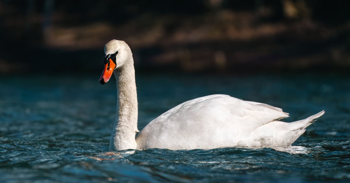 Biodiversité : comprendre son importance pour l’équilibre des écosystèmes