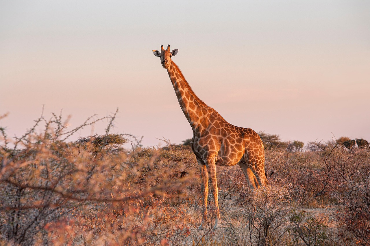 L’Art de Trouver son Nid : Guide Complet sur le Habitat