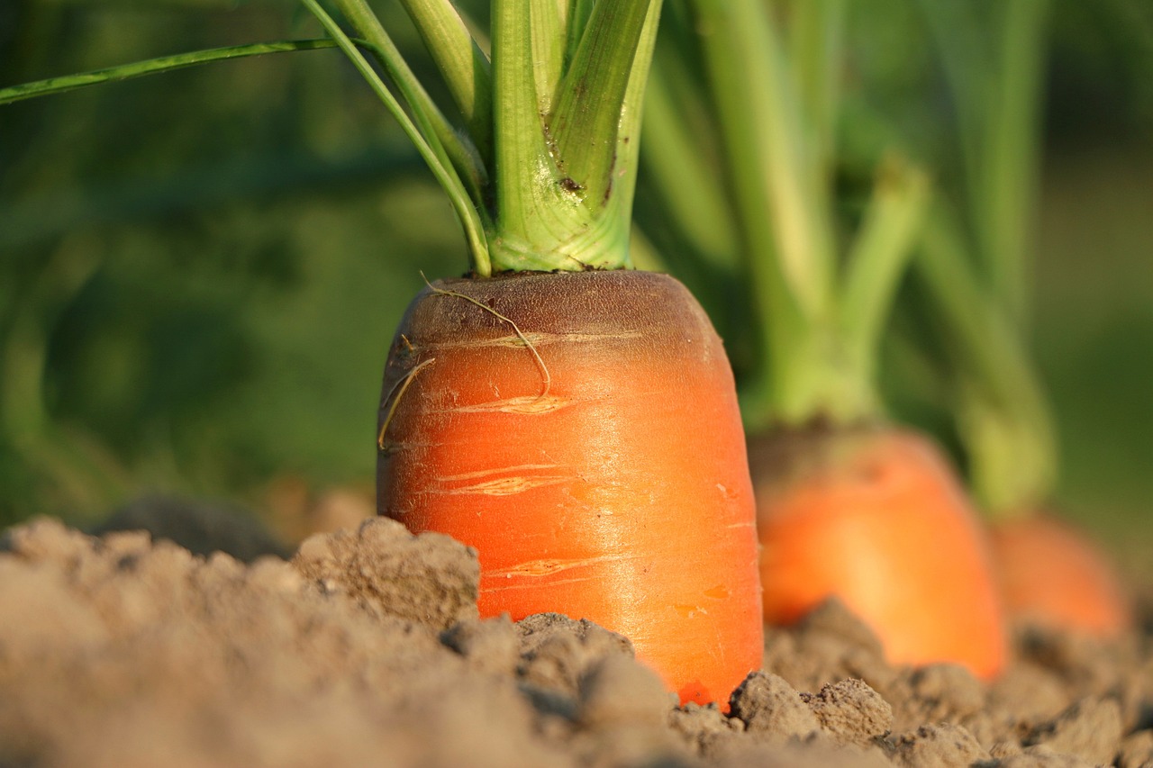 L’agriculture urbaine : un impact carbone supérieur à celui de l’agriculture traditionnelle