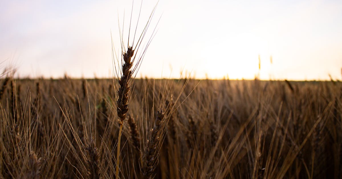 Démographie durable : Vers un avenir équilibré pour les générations futures