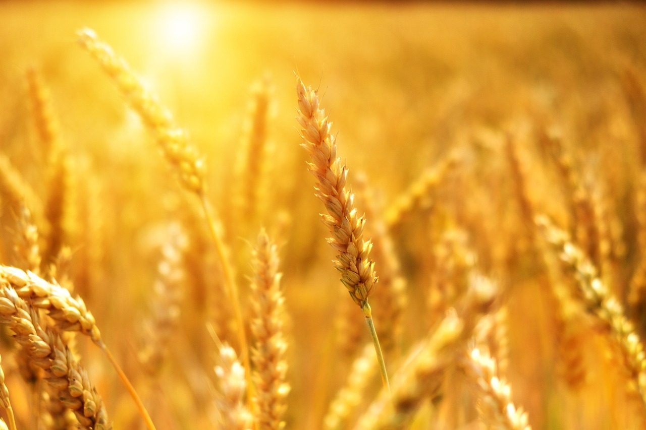 L’agriculture urbaine : une alternative écologique à l’agriculture conventionnelle selon Mac Lesggy