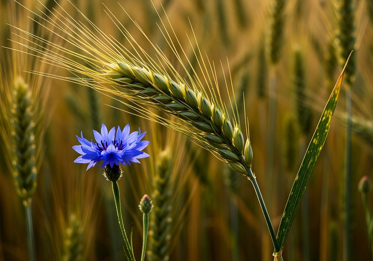 Pas-de-Calais : Alexis Bur innove en réduisant le maïs au profit des pâturages pour ses vaches
