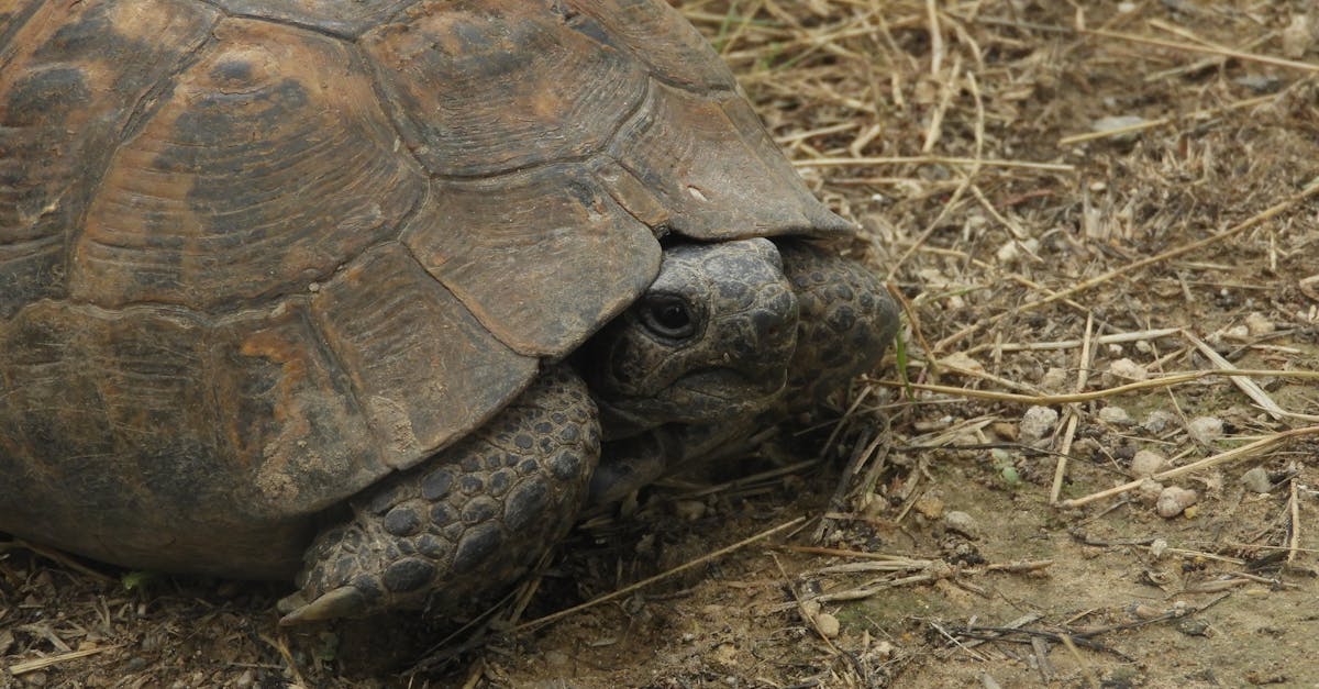 Écosystèmes : Comprendre leur Importance et leur Rôle dans la Biodiversité