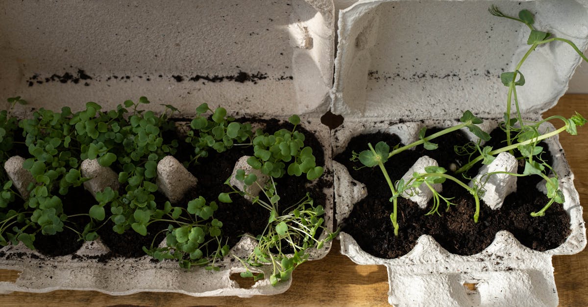 Jardinage urbain : astuces pour cultiver vos plantes en ville