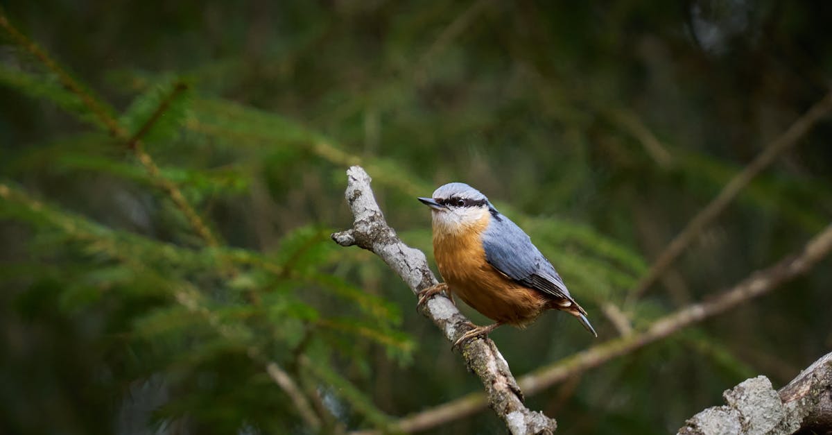 Protection de la faune : enjeux et solutions pour préserver notre biodiversité