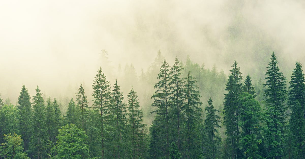 Réformes écologiques : Vers une transition durable pour notre planète