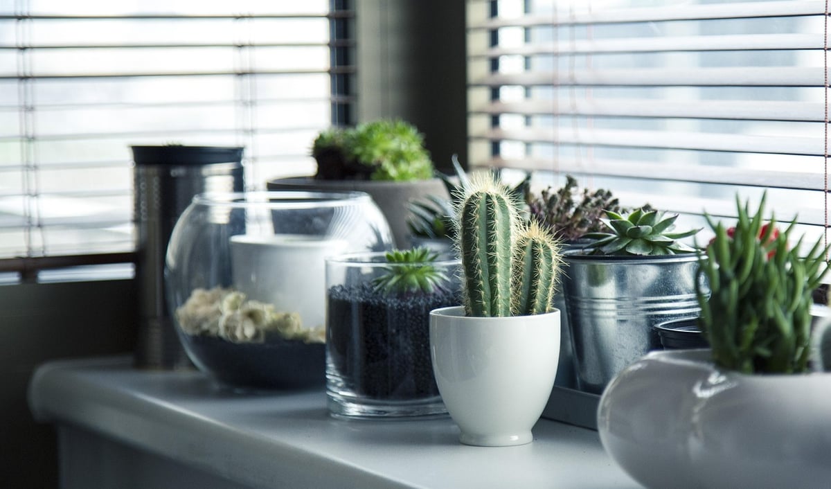 Ce geste que vous faites pour aider vos plantes les affaiblit en silence chaque jour