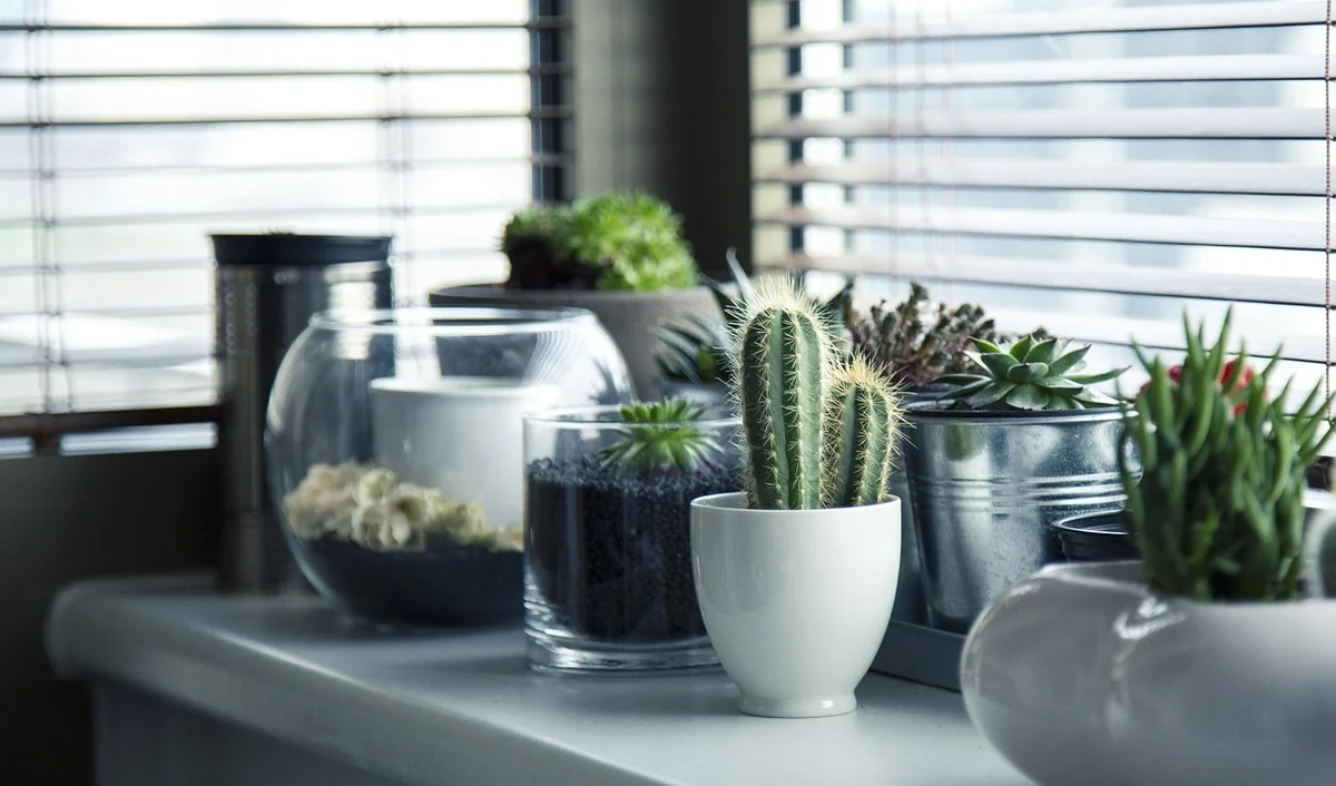 Ce geste que vous faites pour aider vos plantes les affaiblit en silence chaque jour