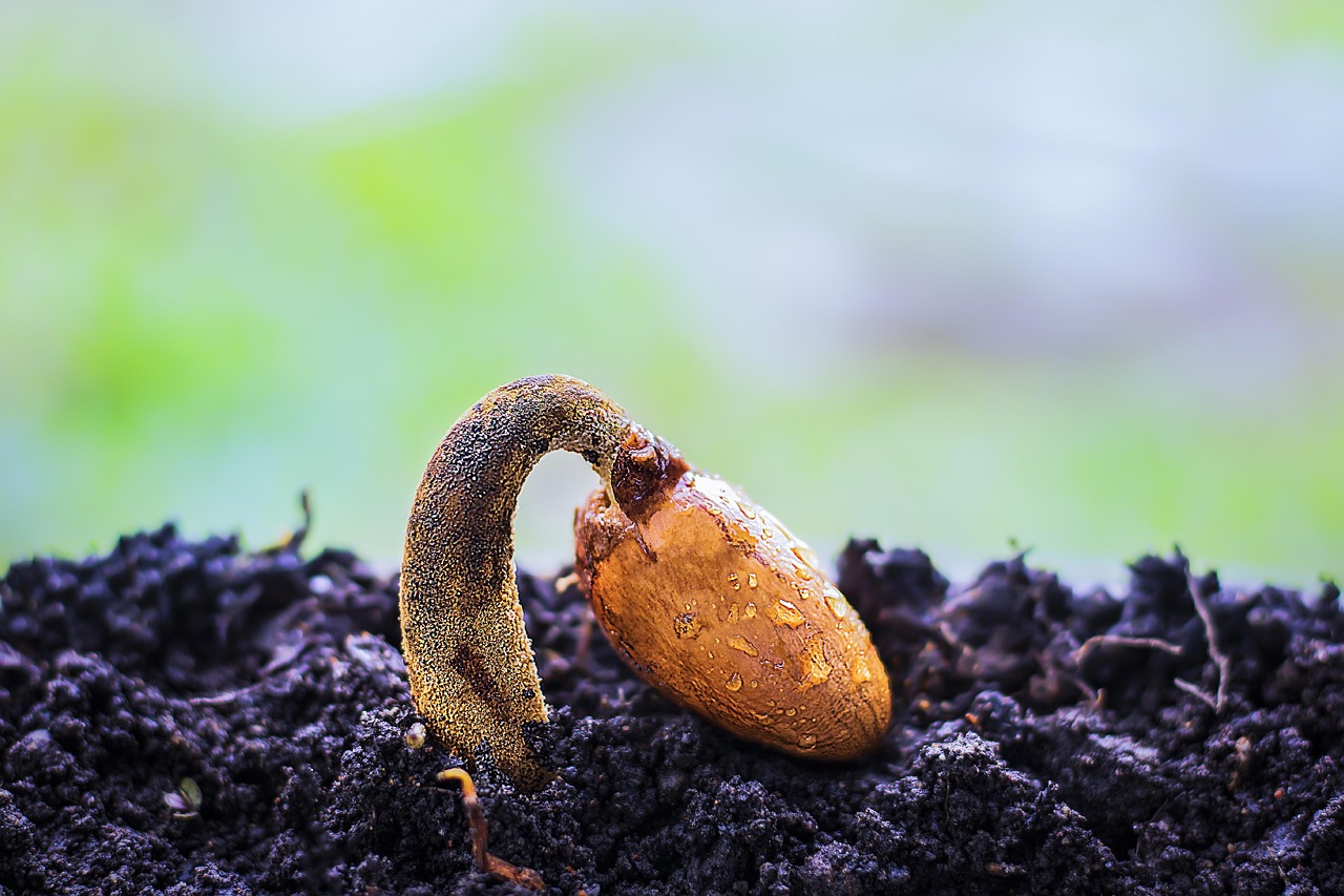Une graine cultivée dans ma cuisine pendant une semaine : découvrez la transformation qui m’a fascinée