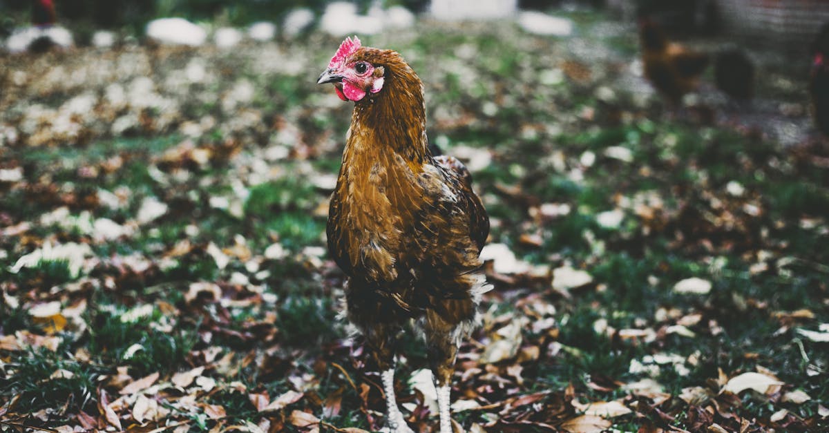Permaculture : Guide complet pour un jardin autonome et durable