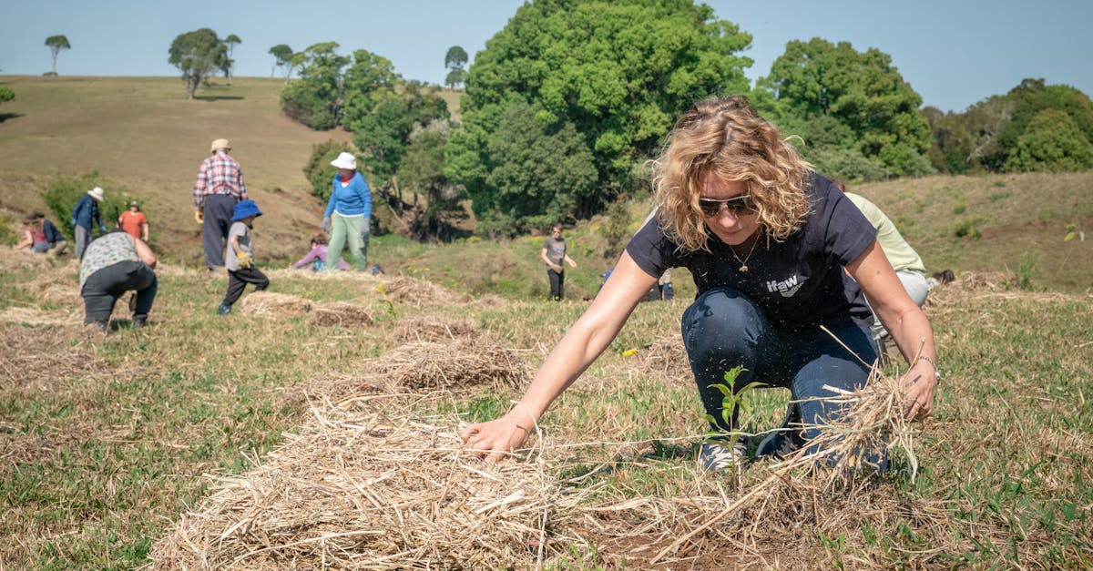 Projets de reforestation : une solution essentielle face au changement climatique