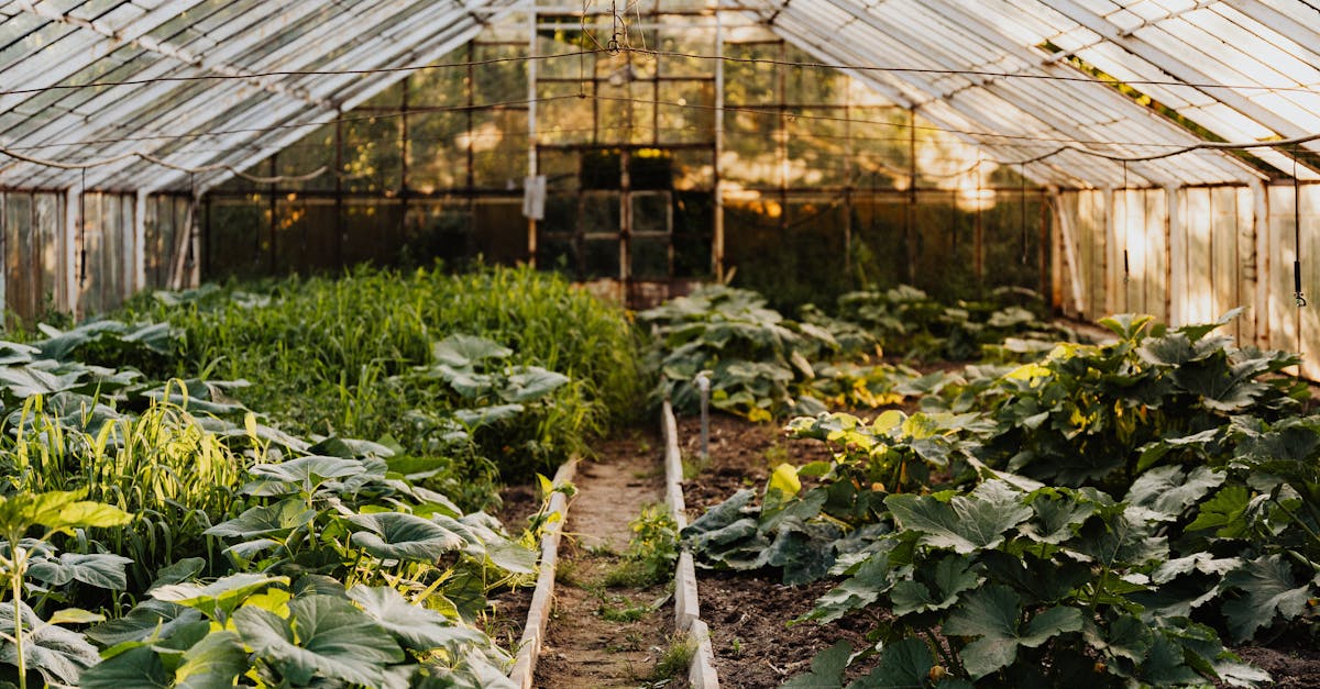 Villes vertes : comment les municipalités transforment l’urbanisme durable