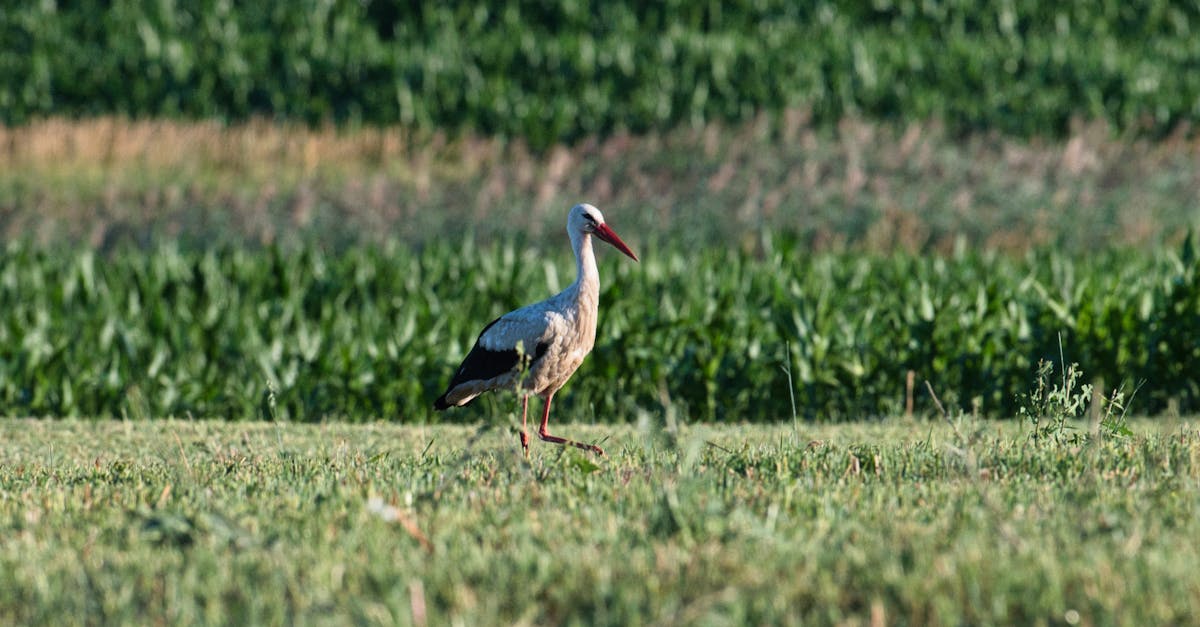 Protection des espèces : enjeux et stratégies pour préserver la biodiversité
