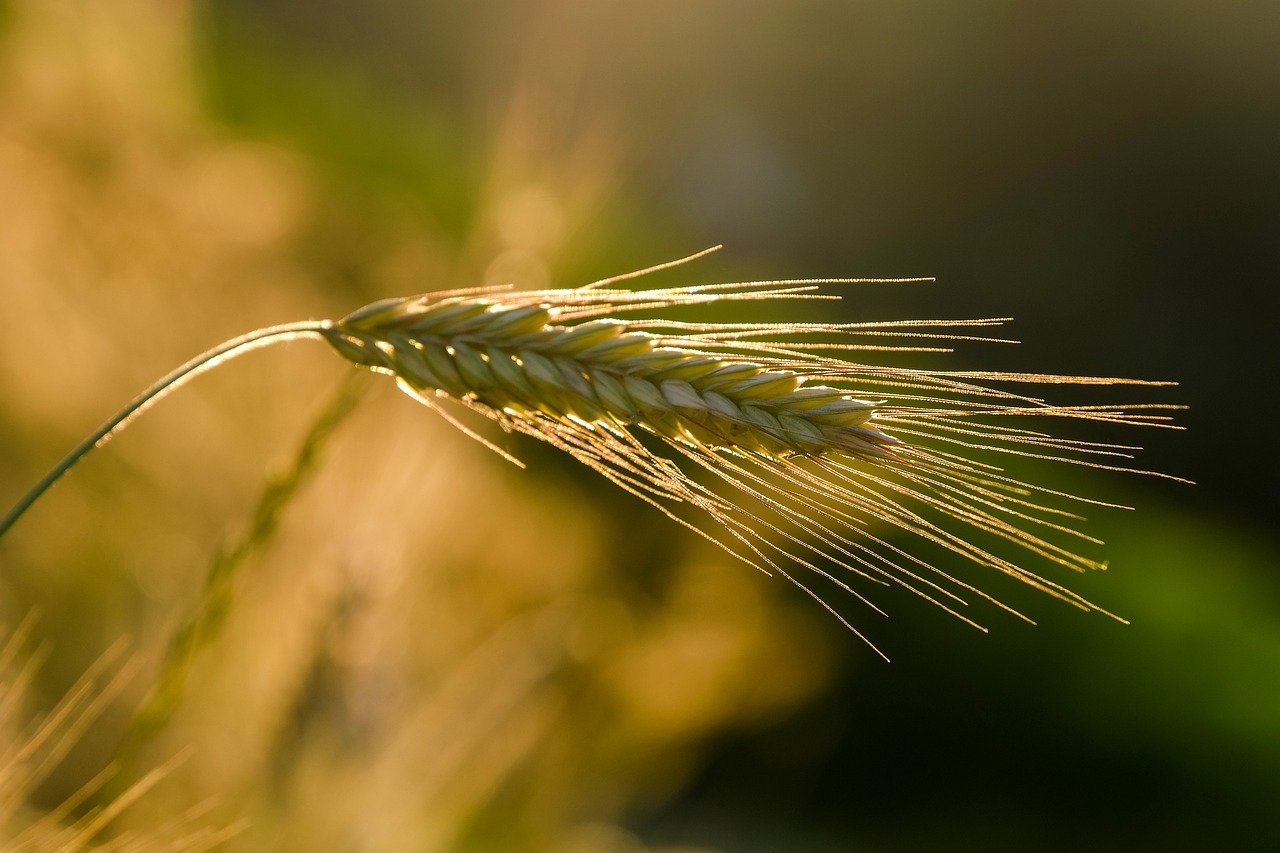 découvrez l'agriculture urbaine, une pratique innovante qui transforme nos villes en espaces agricoles durables. apprenez comment cultiver des aliments frais et locaux en milieu urbain, tout en améliorant l'environnement et en renforçant les communautés.