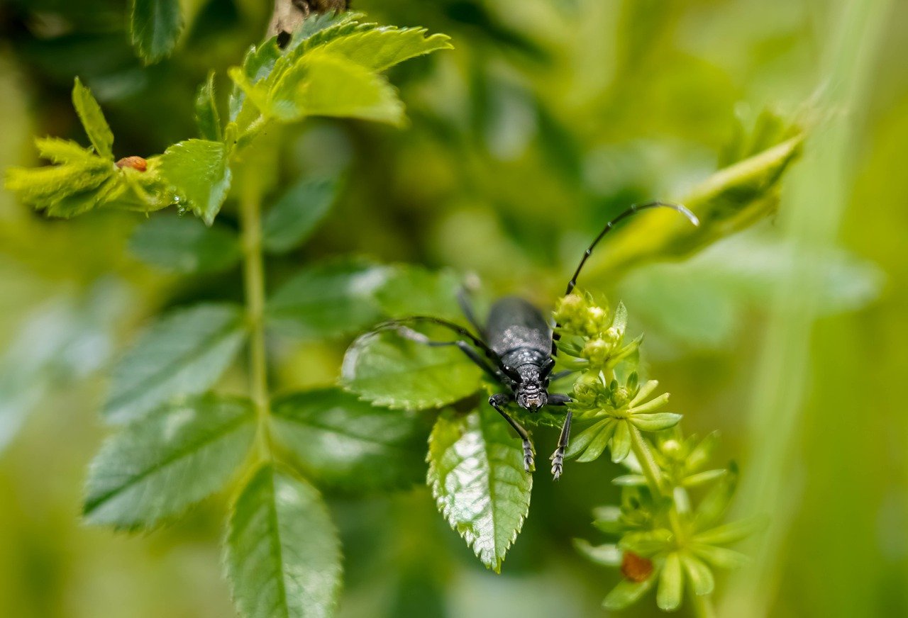 découvrez l'écologie urbaine, une approche innovante qui explore l'interaction entre les villes et leur environnement. apprenez comment intégrer des solutions durables pour améliorer la qualité de vie en milieu urbain tout en préservant la biodiversité.