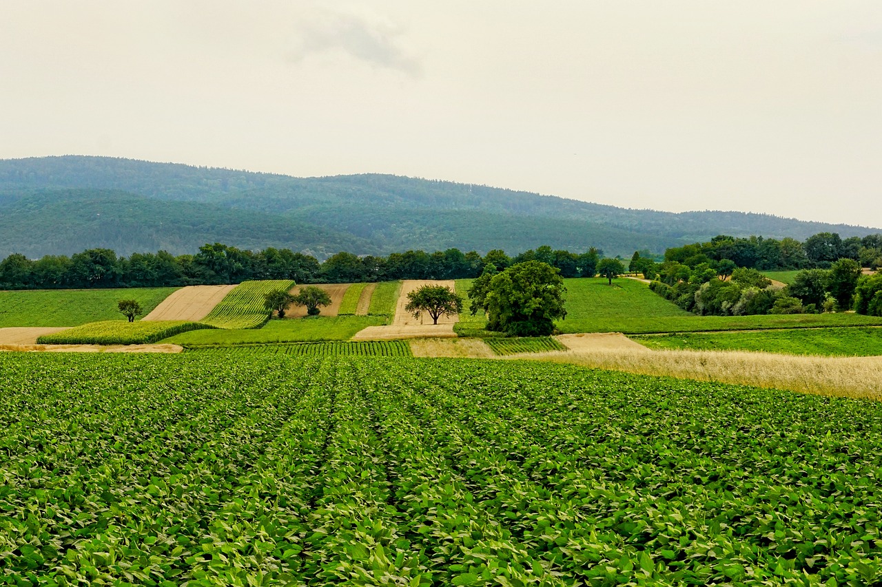 découvrez les enjeux et les innovations de l'agriculture moderne. explorez les pratiques durables, les technologies émergentes et l'impact de l'agriculture sur l'environnement et l'économie. engagez-vous pour un avenir agricole responsable et respectueux.