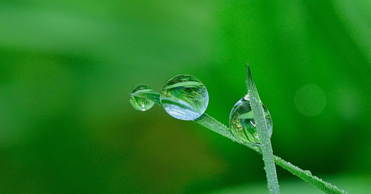 découvrez l'importance de la préservation de l'environnement, les enjeux écologiques actuels, et les actions à entreprendre pour un avenir durable. engagée dans la lutte contre le changement climatique, notre plateforme vous informe et vous inspire à agir pour protéger notre planète.