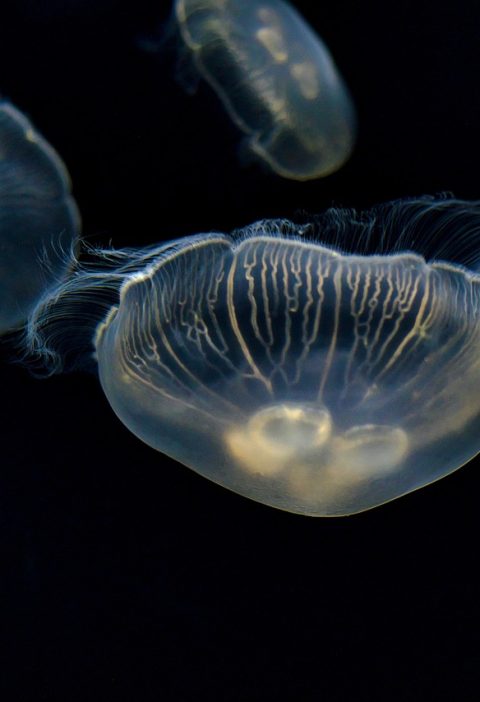 explorez les merveilles des océans, des profondeurs mystérieuses aux plages ensoleillées. découvrez la biodiversité marine, la préservation de l'environnement et les activités en rapport avec l'eau qui vous attendent. plongez dans un monde fascinant !