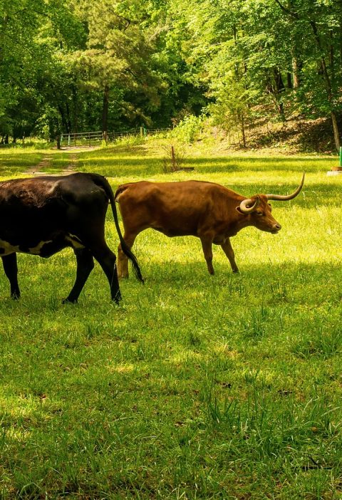 découvrez tout ce qu'il faut savoir sur l'empreinte carbone : définition, impact environnemental et conseils pour réduire votre empreinte écologique. agissons ensemble pour un avenir plus durable.