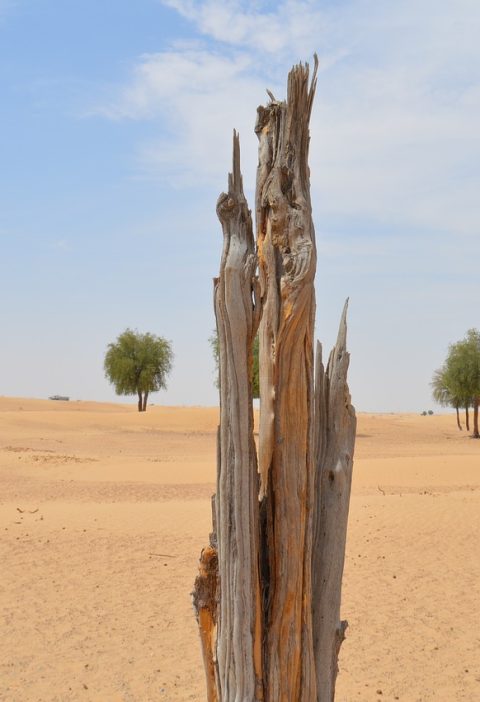 découvrez les enjeux et conséquences de la déforestation, un phénomène alarmant qui menace la biodiversité et contribue au changement climatique. informez-vous sur les causes, les solutions et les actions à entreprendre pour préserver notre planète.