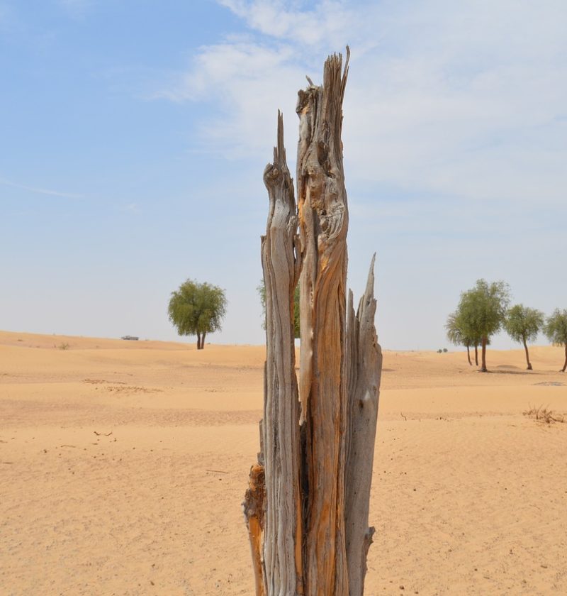découvrez les enjeux et conséquences de la déforestation, un phénomène alarmant qui menace la biodiversité et contribue au changement climatique. informez-vous sur les causes, les solutions et les actions à entreprendre pour préserver notre planète.