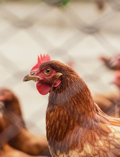 découvrez l'agriculture durable, une approche innovante qui allie respect de l'environnement et productivité. apprenez comment cette méthode contribue à la préservation des ressources naturelles tout en répondant aux besoins alimentaires croissants. engagez-vous pour un avenir agricole responsable grâce à des pratiques durables.