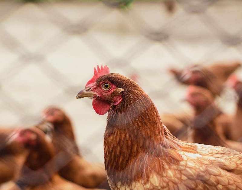 découvrez l'agriculture durable, une approche innovante qui allie respect de l'environnement et productivité. apprenez comment cette méthode contribue à la préservation des ressources naturelles tout en répondant aux besoins alimentaires croissants. engagez-vous pour un avenir agricole responsable grâce à des pratiques durables.