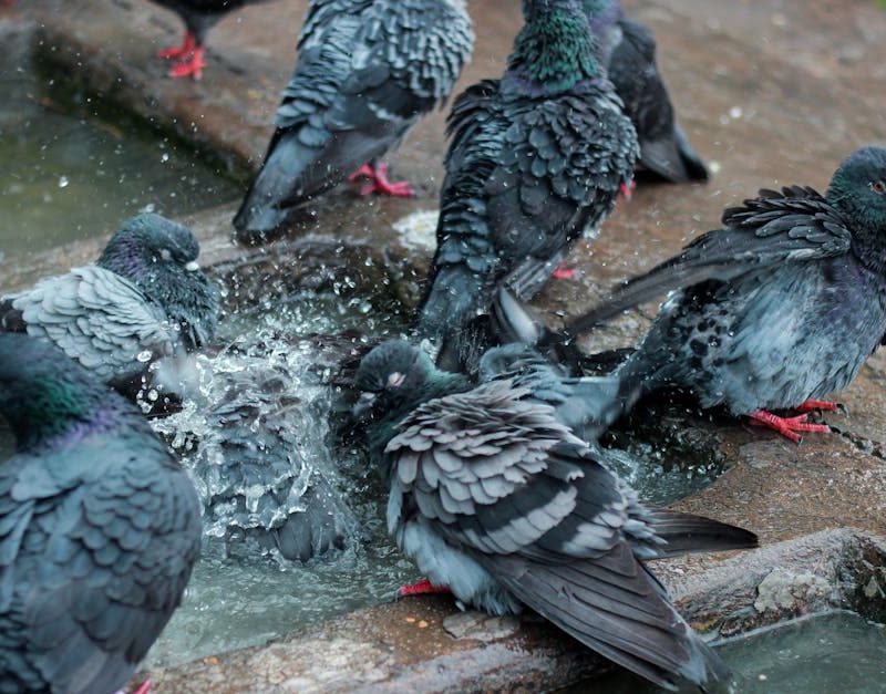 découvrez les dynamiques fascinantes des écosystèmes urbains, où la nature et l'urbanisation coexistent. apprenez comment ces systèmes interconnectés influencent notre environnement, notre santé et notre qualité de vie. explorez les initiatives écologiques et les solutions durables pour améliorer la biodiversité en ville.
