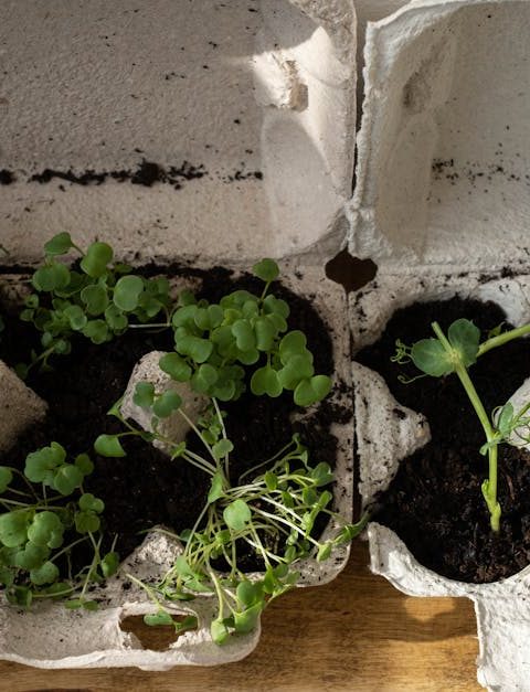 découvrez l'urban gardening, une pratique écoresponsable qui transforme les espaces urbains en oasis de verdure. apprenez à cultiver vos propres légumes, herbes et fleurs en milieu citadin pour un mode de vie durable et enrichissant.