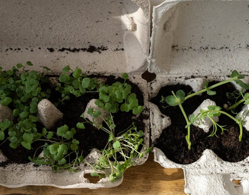 découvrez l'urban gardening, une pratique écoresponsable qui transforme les espaces urbains en oasis de verdure. apprenez à cultiver vos propres légumes, herbes et fleurs en milieu citadin pour un mode de vie durable et enrichissant.