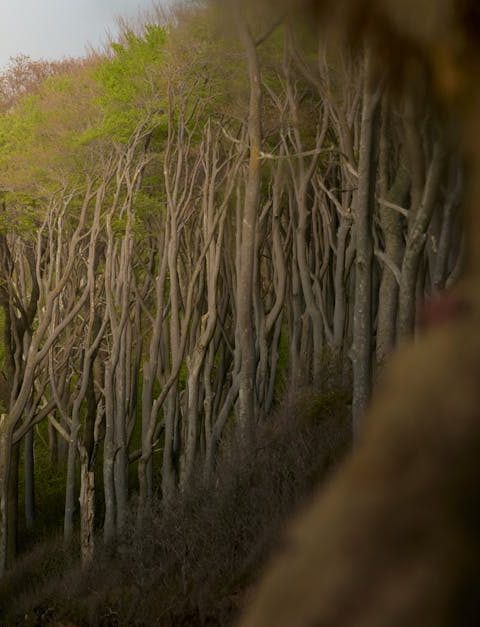découvrez l'importance de la préservation écologique et comment des actions concrètes peuvent contribuer à la protection de notre planète. apprenez des méthodes durables pour préserver la biodiversité et réduire votre empreinte écologique.