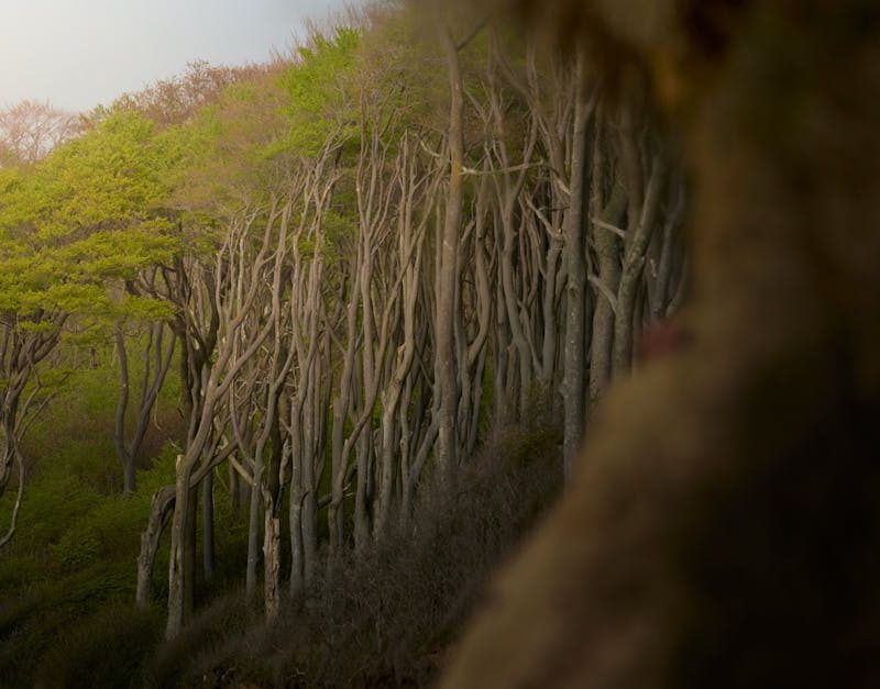 découvrez l'importance de la préservation écologique et comment des actions concrètes peuvent contribuer à la protection de notre planète. apprenez des méthodes durables pour préserver la biodiversité et réduire votre empreinte écologique.