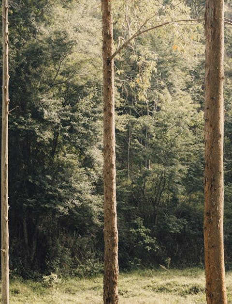 découvrez l'importance de la biodiversité, ses enjeux pour notre planète et les actions essentielles à entreprendre pour la préserver. plongez dans un monde où chaque espèce compte et contribuez à la sauvegarde de notre écosystème.