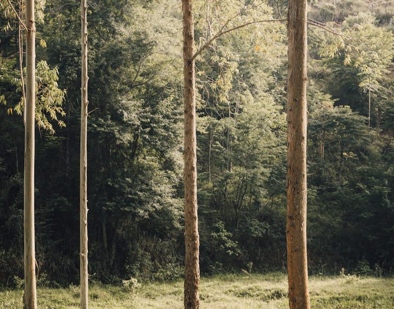 découvrez l'importance de la biodiversité, ses enjeux pour notre planète et les actions essentielles à entreprendre pour la préserver. plongez dans un monde où chaque espèce compte et contribuez à la sauvegarde de notre écosystème.