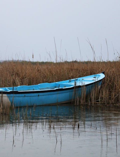 découvrez les zones humides, ces écosystèmes riches et variés qui jouent un rôle crucial dans la biodiversité, la régulation de l'eau et la protection contre les inondations. explorez leur importance pour l'environnement et les actions à mener pour leur préservation.