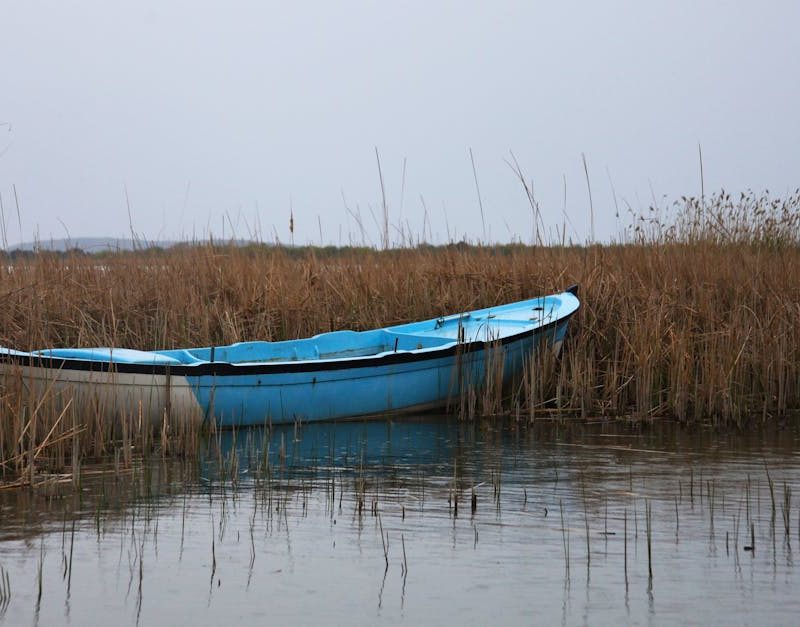 découvrez les zones humides, ces écosystèmes riches et variés qui jouent un rôle crucial dans la biodiversité, la régulation de l'eau et la protection contre les inondations. explorez leur importance pour l'environnement et les actions à mener pour leur préservation.